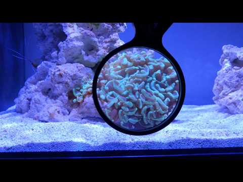 Fluval Evo – Kessil A80 – NEW CORAL and MORE