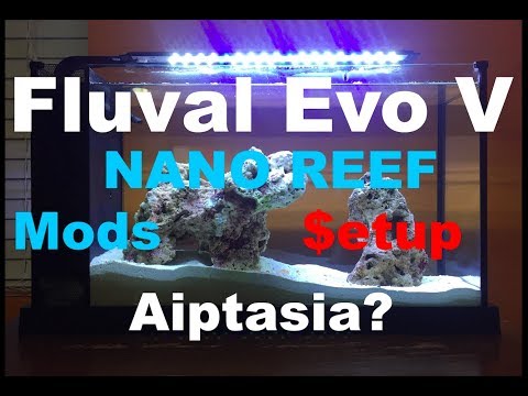 Fluval Evo V Nano Reef – Aiptasia, Mods, Setup and Costs
