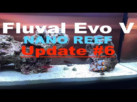 Fluval Evo V Nano Reef Update #6 – Snowflake Clownfish Pair