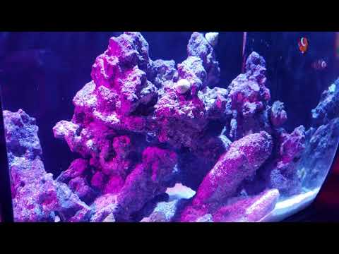 Fluval Flex 15 gallons – Nano Reef Tank