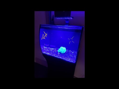 Fluval Flex 15 Saltwater And Fishroom Update*