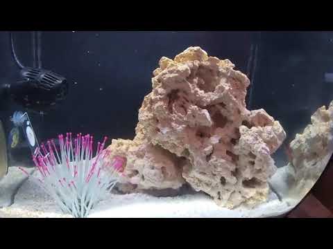 Fluval Flex 15 | saltwater update