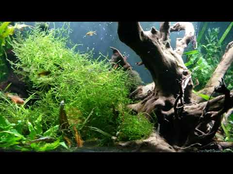 Fluval Flex 32.5 gallon. Added a second aquasky light
