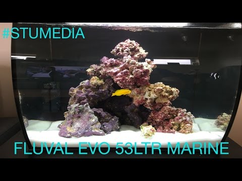 Fluval Flex 53ltr Marine Setup – 1 Week Old