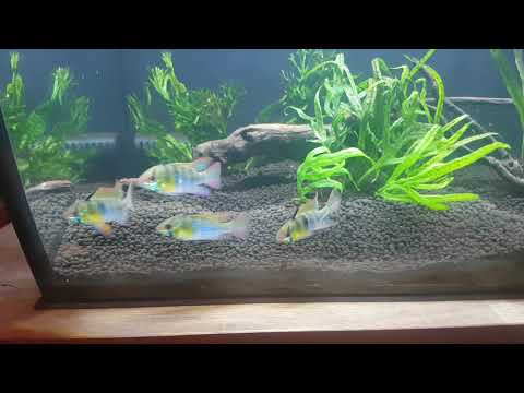 Fluval Flex 57l review