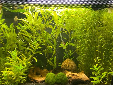 Fluval Flex 9G 34L Review