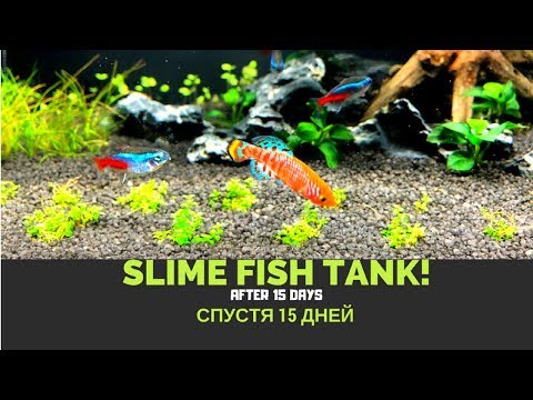 Fluval Flex AFTER 15 DAYS. СПУСТЯ 15 ДНЕЙ. SLIME FISH TANK!