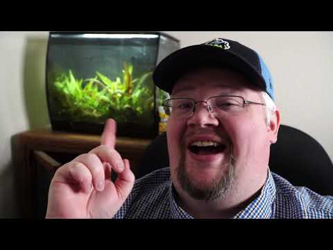 Fluval Flex – My Long Term Review of the First Tank I Bought When Returning to the Hobby