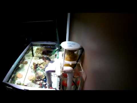 Fluval PS1 v Bubble Magus Q3 Skimmer