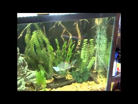 Fluval Q2 Review
