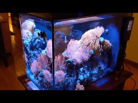 Fluval Spec 16 reef tank, week 2