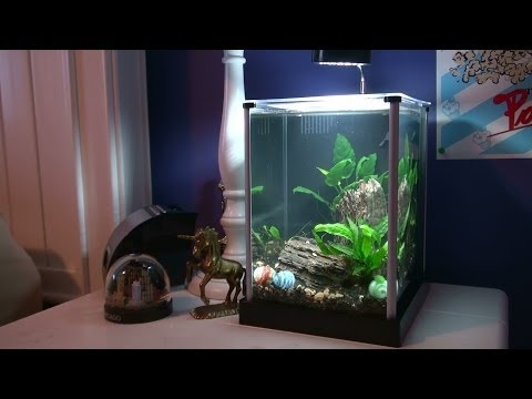 Fluval Spec 2 Gallon Setup