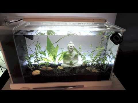 Fluval Spec: 5 Gallon Aquarium Review