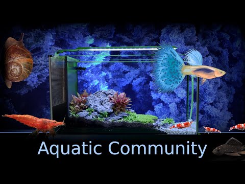 Fluval Spec Planted Aquarium Part 5 – Aquatic Community