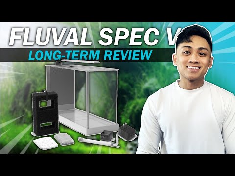 Fluval Spec V Long-Term Honest Review | WATCH BEFORE YOU BUY | What's Included, Pros, Cons