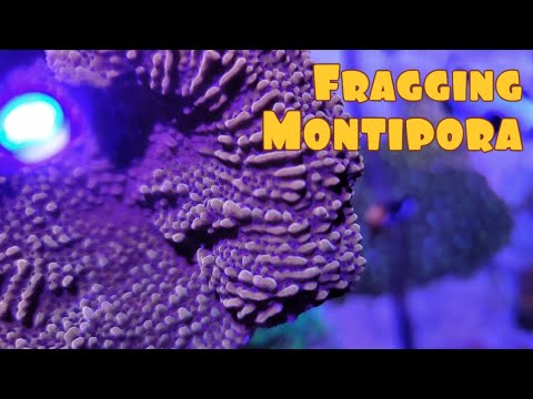 Fragging Montipora | Adding Coral To The Frag Tank | Red Sea Reefer 525XL