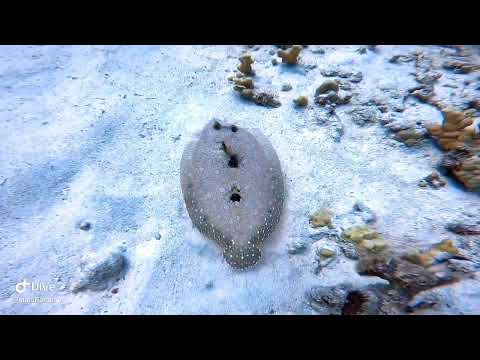 Freediving Puako