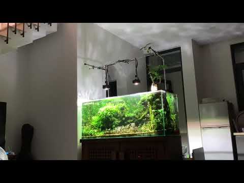 #Fresh aquarium; #kessil a360x tuna sun, #apex fusion,