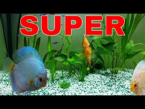 Fresh start with my Juwel RIO 240 Aquarium