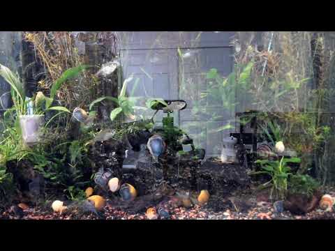 Freshwater Aquarium Stream – FishTV