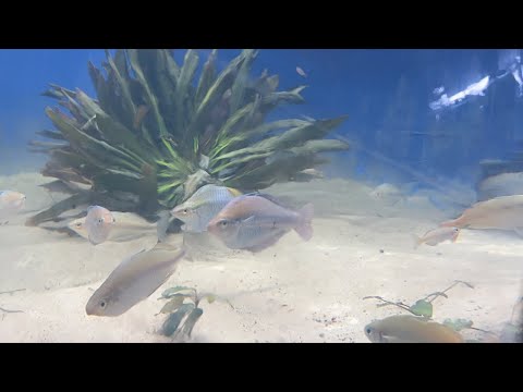 Friday Night Live Q&A Freshwater Aquarium Keeping Fish Shrimp and Plants