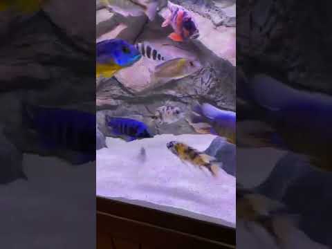 Frontosa with Lake Malawi Cichlids. It can be done ??
