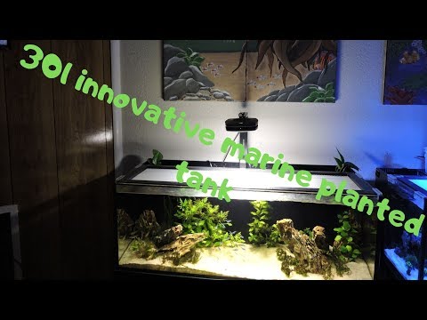 Full Update On My Innovative Marine 30L Planted Tank