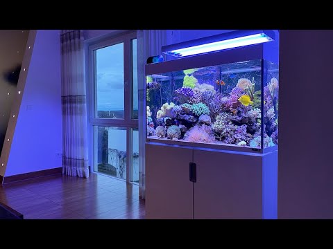 GERMAN REEF TANKS – Eheim incpiria marine 300 Liter – Meerwasseraquarium – #aquarium #reeftank #tour