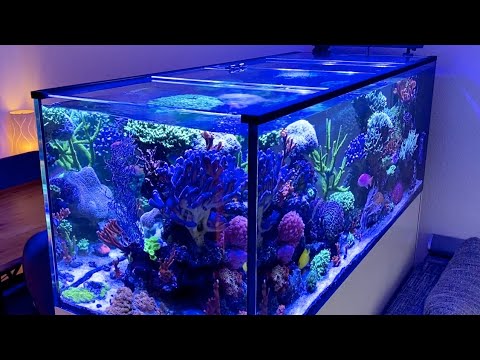 GERMAN REEF TANKS – Red Sea Reefer 650 mit Abdeckung aus Weißglas l -20% Luftfeuchtigkeit #aquarium