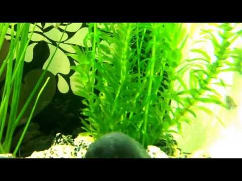 Glow light Tetra breeding in biorb life 60