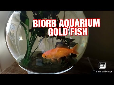 GOLD FISH IN BIORB AQUARIUM