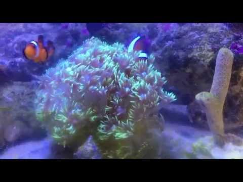 Gonioporas under Kessil a360w