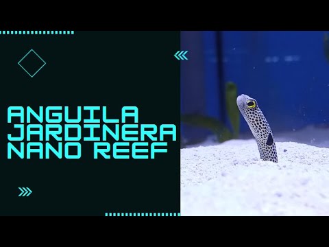 GRABO POR PRIMERA VEZ LA ANGUILA JARDINERA PARA NANO REEF