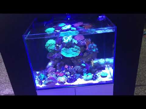 Great Aqua One reef tank