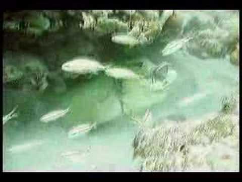 Green Moray eel Vs. Reef Octopus