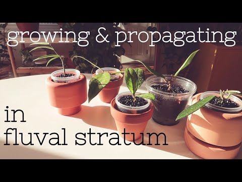 Growing Plants in Fluval Stratum – Propagating & Rooting Hoyas with Updates ??