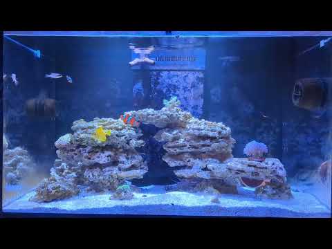 Grumblez Red Sea Reefer 250