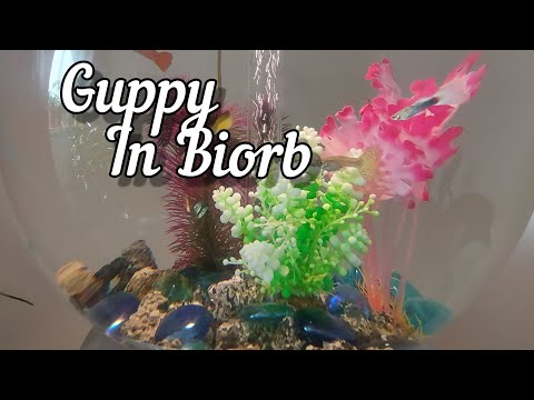 Guppies in Biorb   #Biorb #shorts