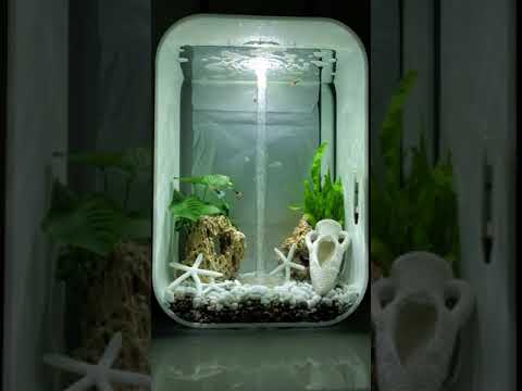 Guppy et Pristella Maxillaris – Aquarium BIORB Life 60