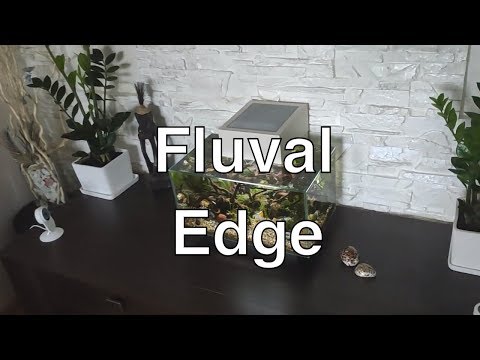 Hagen Fluval Edge (Хаген Флювал Эдж), месяц после запуска