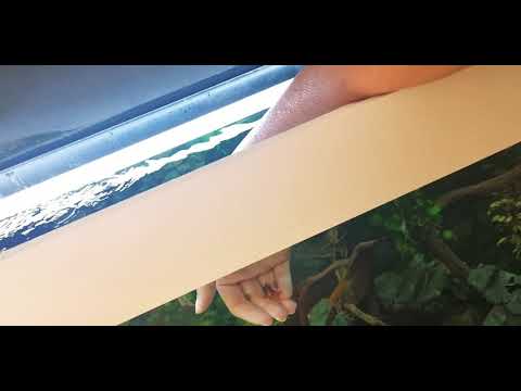 Hand feeding my fish in 240 L Juwel Aquarium