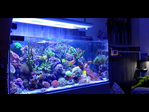 Hausbesuche: 625L Meerwasser Aquarium Red Sea Reefer von Daniel M.