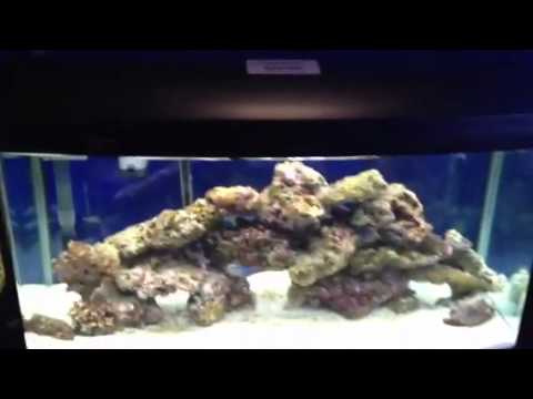 Have you seen the aqua one aquarium range?