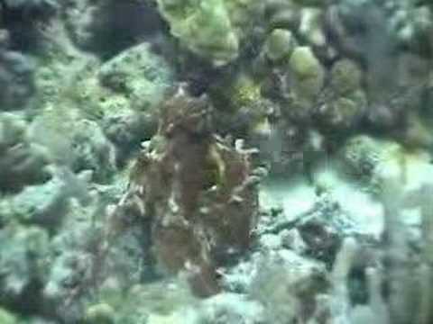 Hawaiian reef Octopus