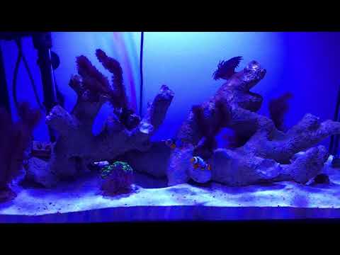 HD Innovative Marine 20 Peninsula Update w iPad Pro