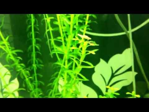 Help!! Invader in my biorb life 60 with my shrimps and mollies