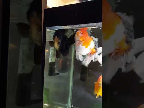 Hi ~ Black boy !  You seem to have grown up ~ Oranda Goldfish ~