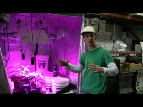 Hi-Tech Hydroponics + Tomato under Kessil H150