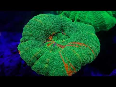 homophyllia australis coral in red sea reefer 250 coral reef aquarium.