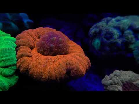 homophyllia australis Dramtic feeling response coral; reef aquarium red sea reefer 250.